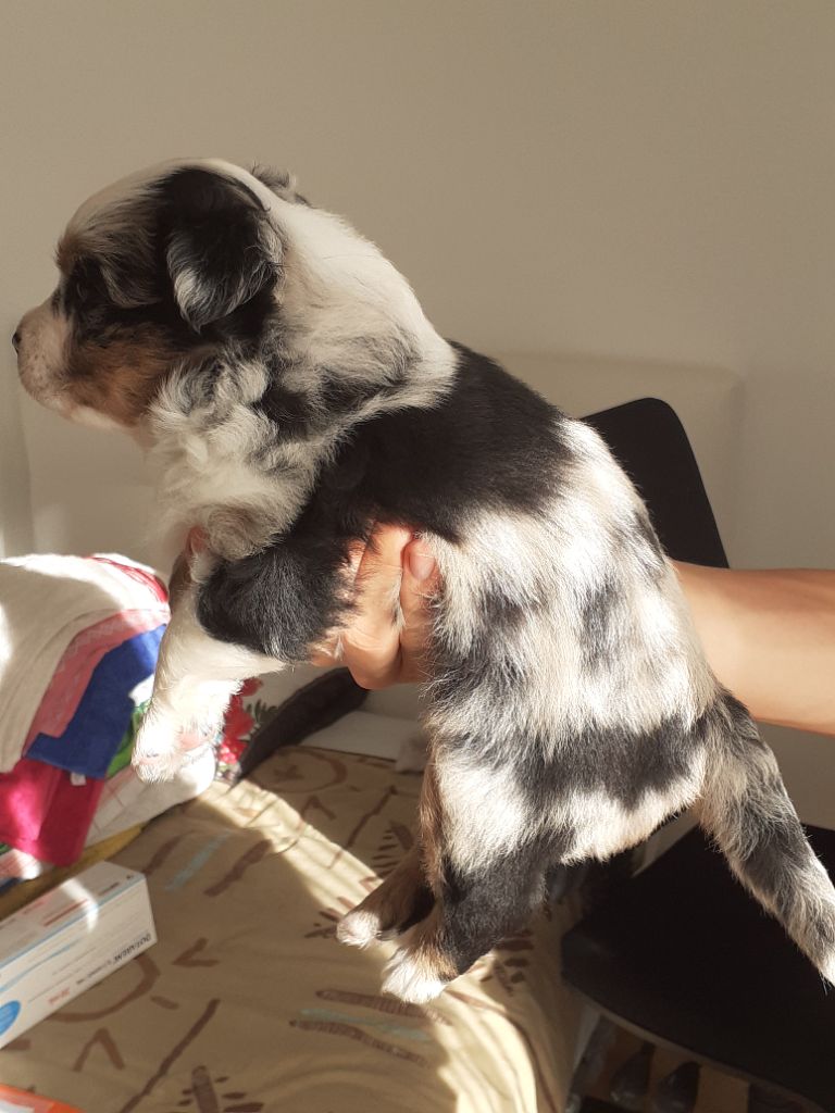 des Etangs de Hollande - Berger Australien - Portée née le 17/08/2022